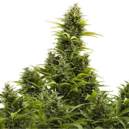 Medikit Auto (Buddha Seeds)