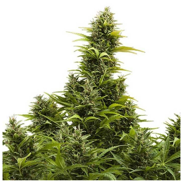 Medikit Auto (Buddha Seeds)