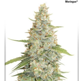Meringue (Dutch Passion)