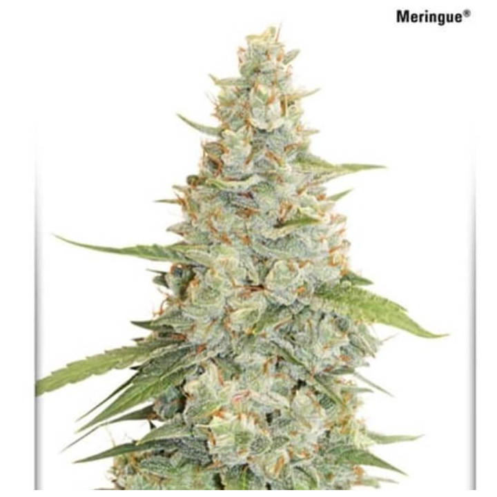 Meringue (Dutch Passion)