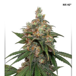 HiFi 4G (Dutch Passion)