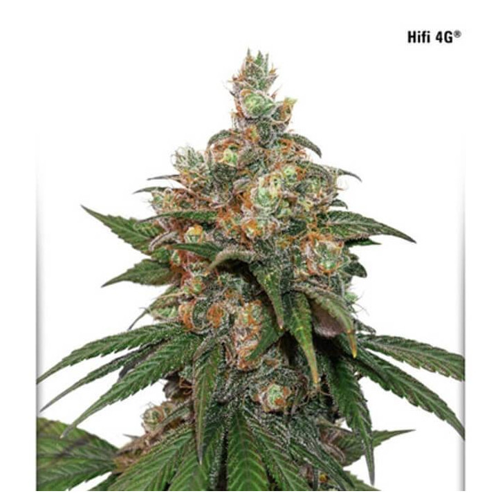 HiFi 4G (Dutch Passion)