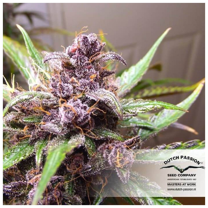 Auto Blackberry Kush (Dutch Passion)