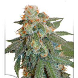 Auto Orange Bud (Dutch Passion)