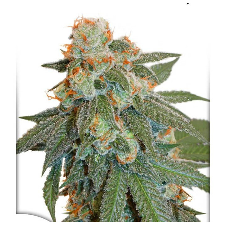 Auto Orange Bud (Dutch Passion)