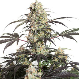 Passion Fruit (Dutch Passion)