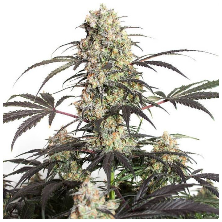 Passion Fruit (Dutch Passion)
