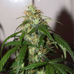 Auto Daiquiri Lime (Dutch Passion)