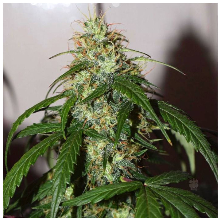 Auto Daiquiri Lime (Dutch Passion)