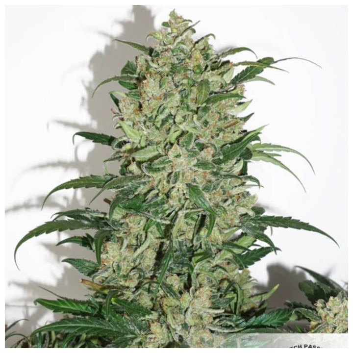 Auto Night Queen (Dutch Passion)