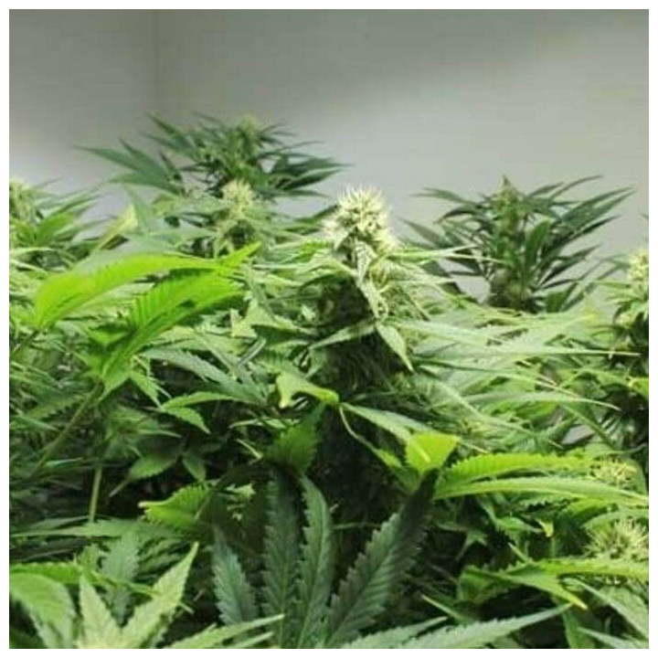 Afghan Skunk Regular (Mr Nice)