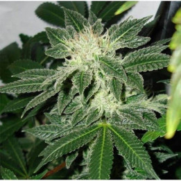 Black Widow Regular (Mr Nice)