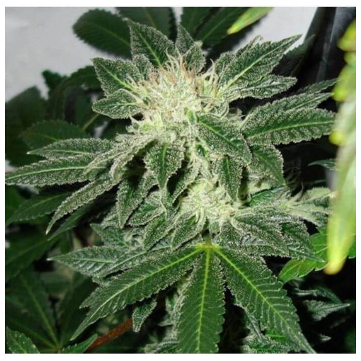 Black Widow Regular (Mr Nice)