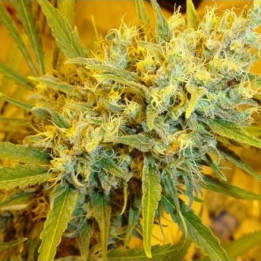 Critical Haze Regular (Mr Nice)