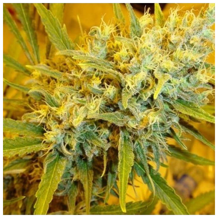 Critical Haze Regular (Mr Nice)