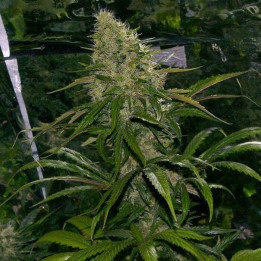 Critical Mass Regular (Mr Nice)