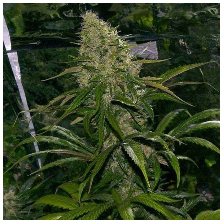 Critical Mass Regular (Mr Nice)