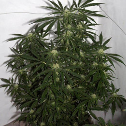 Early Queen x Afghan Haze Regular (Mr Nice)