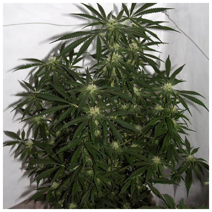 Early Queen x Afghan Haze Regular (Mr Nice)