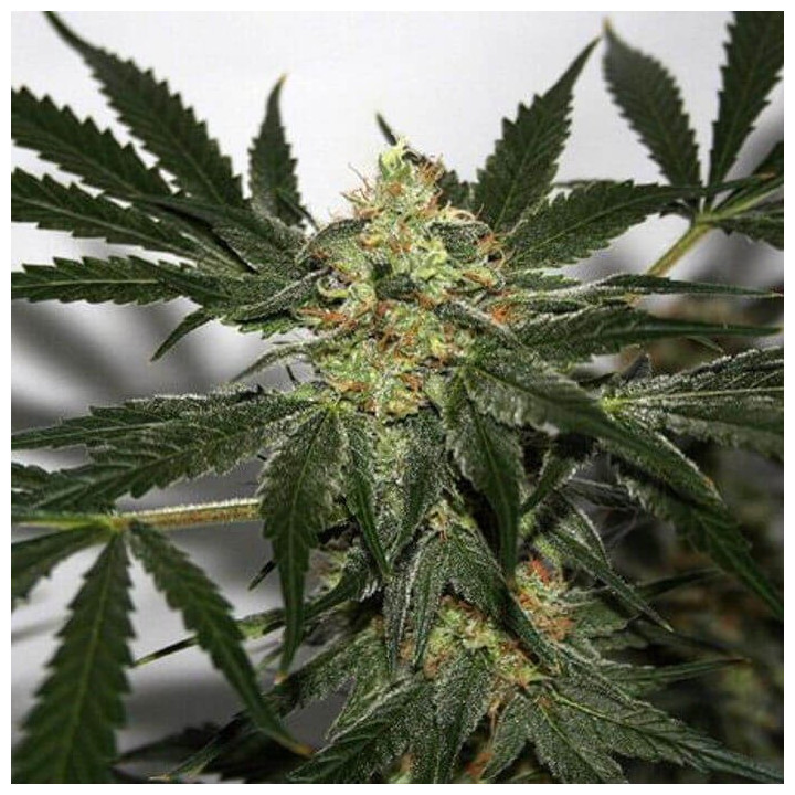 Early Skunk Haze Regular (Mr Nice) 