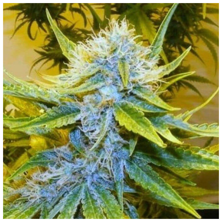G13 x Haze Regular (Mr Nice)