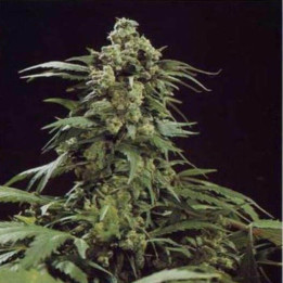 G13 x Skunk Regular (Mr Nice)