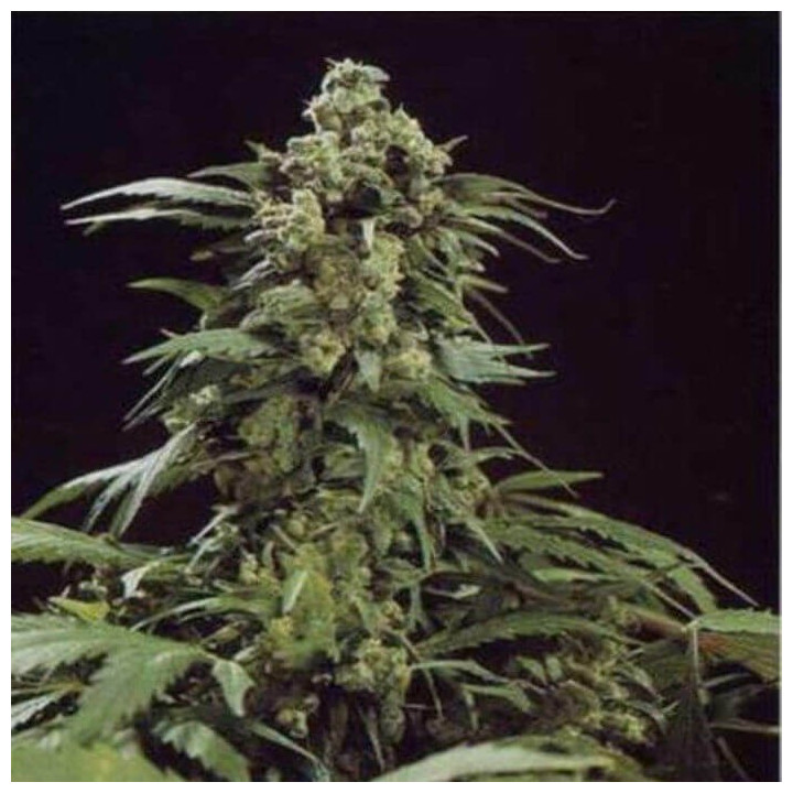 G13 x Skunk Regular (Mr Nice)