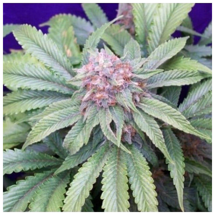 G13 x Widow Regular (Mr Nice)