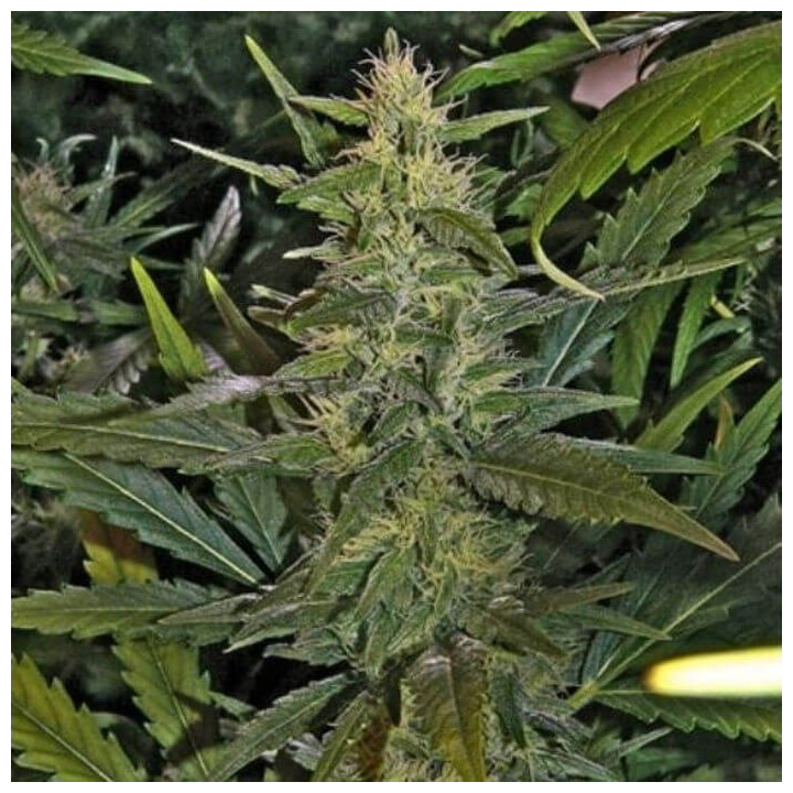 La Niña Regular (Mr Nice)