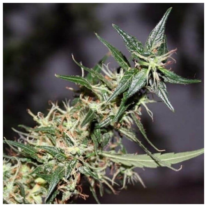 Mango Haze Regular (Mr Nice)