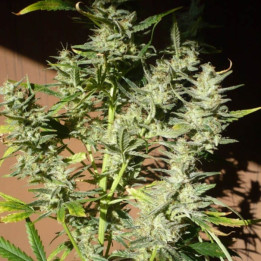 Mango x Widow Regular (Mr Nice)