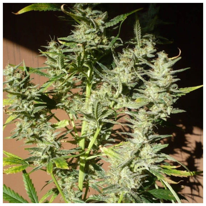 Mango x Widow Regular (Mr Nice)