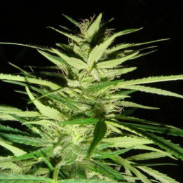 Master Kush x Afghan Haze Regular (Mr Nice)