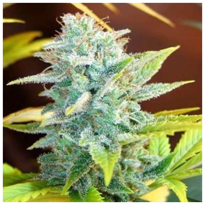 Master Kush x Skunk Regular (Mr Nice)