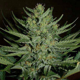 Medicine Man Regular (Mr Nice)