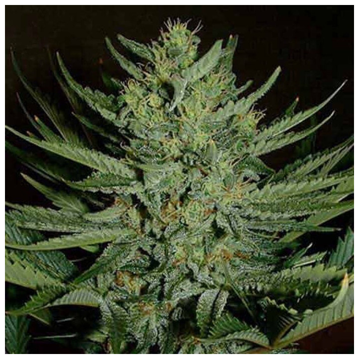 Medicine Man Regular (Mr Nice)