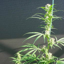 Neville's Haze x Mango Regular (Mr Nice)