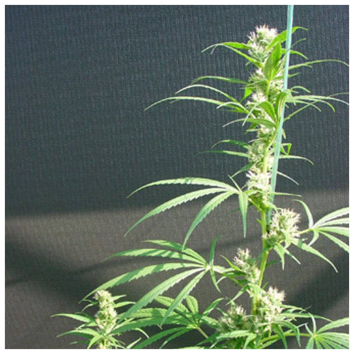 Neville's Haze x Mango Regular (Mr Nice)