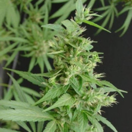 Neville's Haze Regular (Mr Nice)