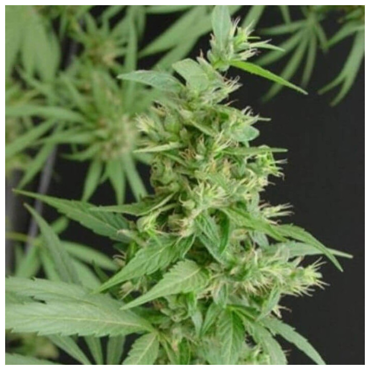 Neville's Haze Regular (Mr Nice)