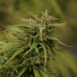 Neville's Skunk Regular (Mr Nice)