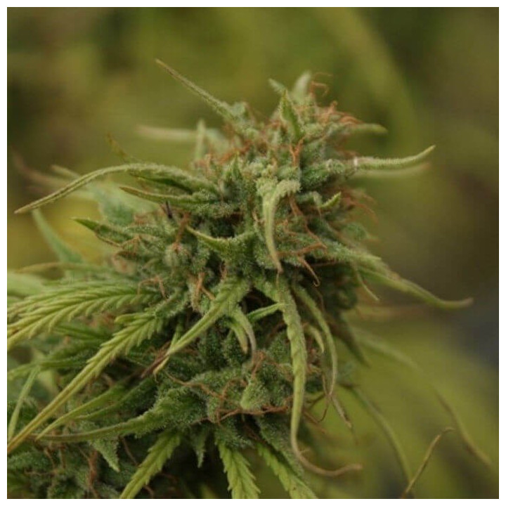 Neville's Skunk Regular (Mr Nice)