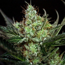 Rittus Haze (Absolute Cannabis Seeds)