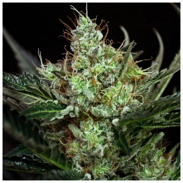 Rittus Haze (Absolute Cannabis Seeds)