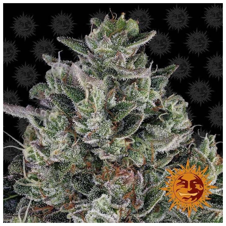 Glookies (Barney's Farm)