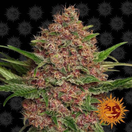 Purple Punch Auto (Barney's Farm)