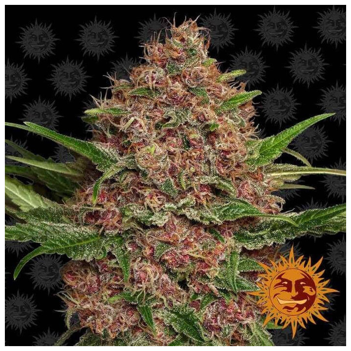 Purple Punch Auto (Barney's Farm)