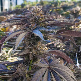 Gelatto a granel feminizadas