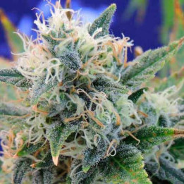Girl Scout Cookies a granel feminizadas