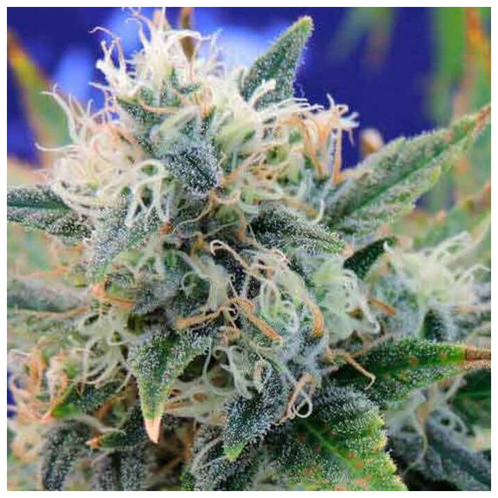 Girl Scout Cookies a granel feminizadas